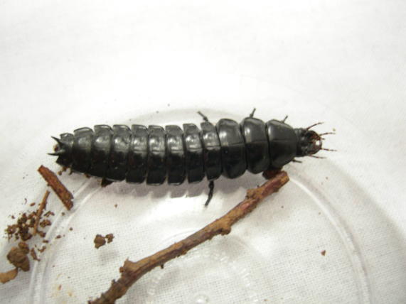 Larva carabide - Carabus coriaceus